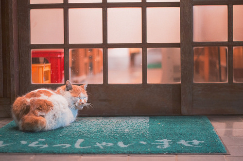 Meaning Behind The Japanese Neko 猫 (Cat)