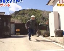 Japanese Warthogs Make Better Guard Dogs