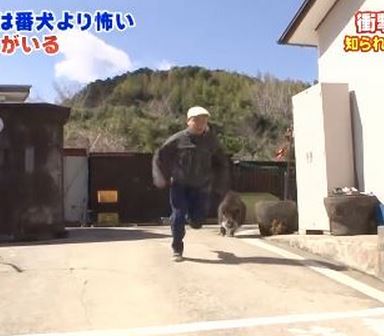 Japanese Warthogs Make Better Guard Dogs