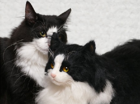 Japan's Realistic Fake Cats